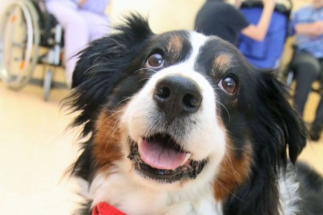 Foto: Therapiehunde